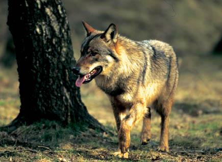 Ein Wolf läuft durch den Wald