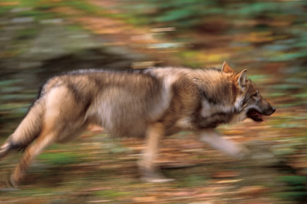 Wolf im Sprint