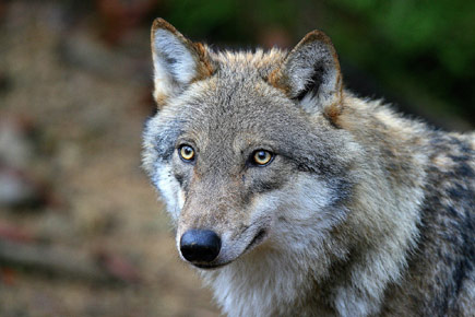 Wolf im Portrait