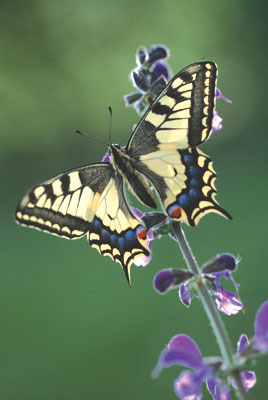 Schmetterling auf Blüte