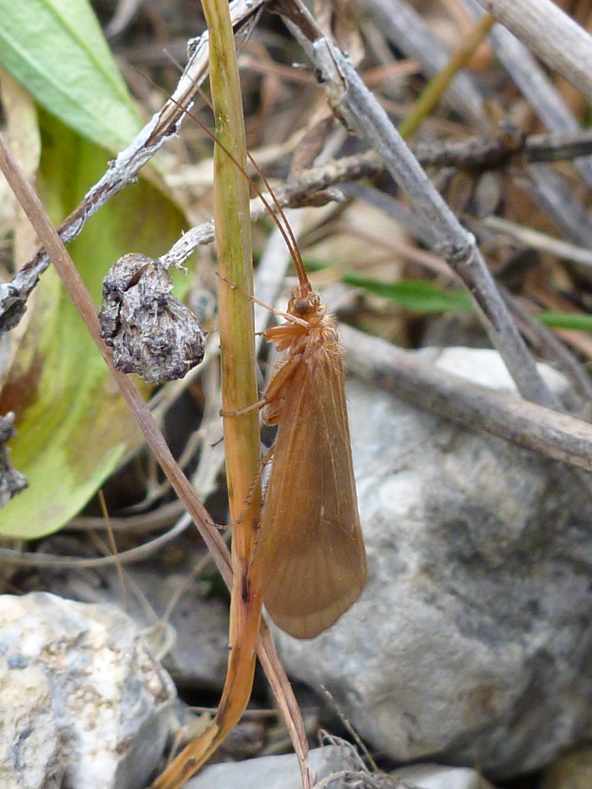 Three new insect species discovered in Macedonia - EuroNatur