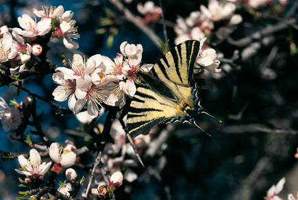 Segelfalter auf Obstblüten