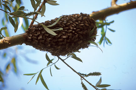 Ein kleiner Bienenschwarm hängt an einem Ast