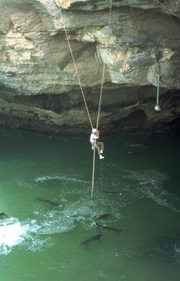 Ein Mensch seilt sich in einer Höhle von der Decke ab. Im Meer darunter schwimmen mehrere Mönchsrobben.