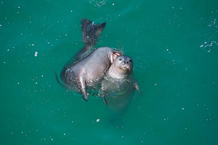 Zwei Mönchsrobben im Wasser