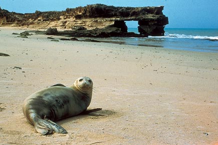 Mönchsrobbe an einem Sandstrand