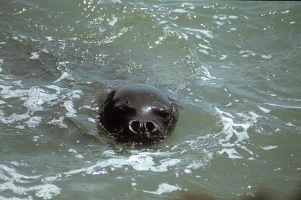 Schwimmende Mönchsrobbe