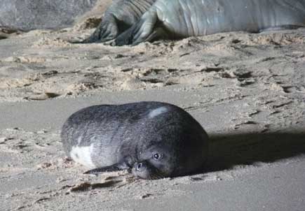 Young monk seal