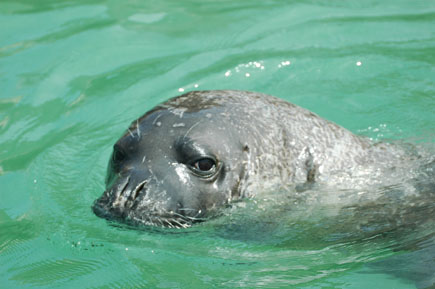 Schwimmende Mönchsrobbe