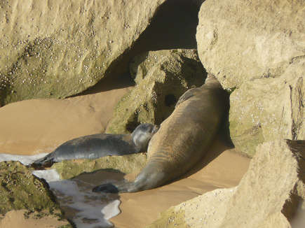 Eine große und eine kleine Mönchsrobbe vor einer Höhle am Strand