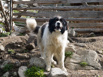 Bulgarischer Karakatschan Hütehund