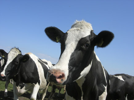 Schwarzbunte Rinder auf der Weide