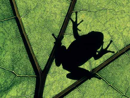 Laubfrosch Laubfrosch auf einem Blatt von unten