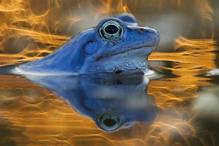 Nahaufnahme von einem Moorfrosch im Wasser