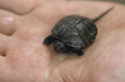 Kleine Sumpfschildkröte auf einer Hand