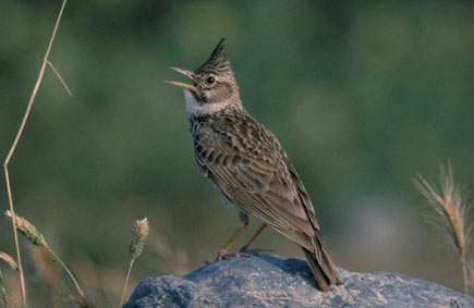 A lark sits on a stone and sings.