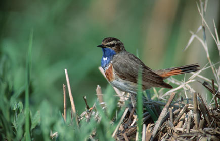 Blaukehlchen