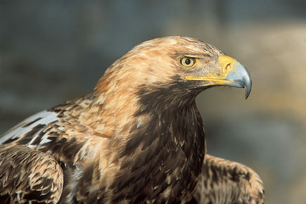 Eastern imperial eagle