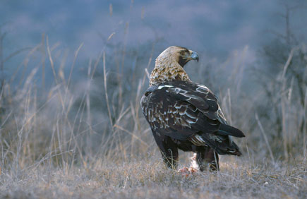 Eastern imperial eagle