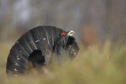 Male capercaillie