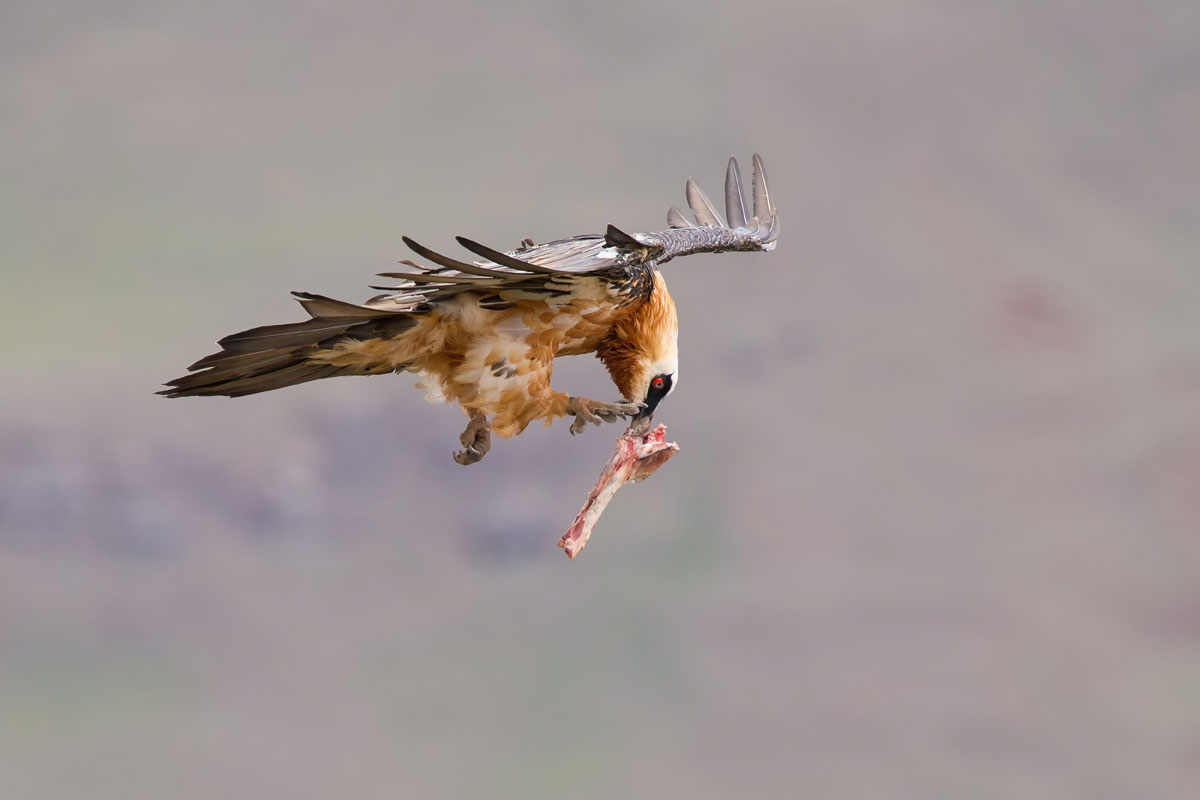 Bearded vulture drops a bone from the sky