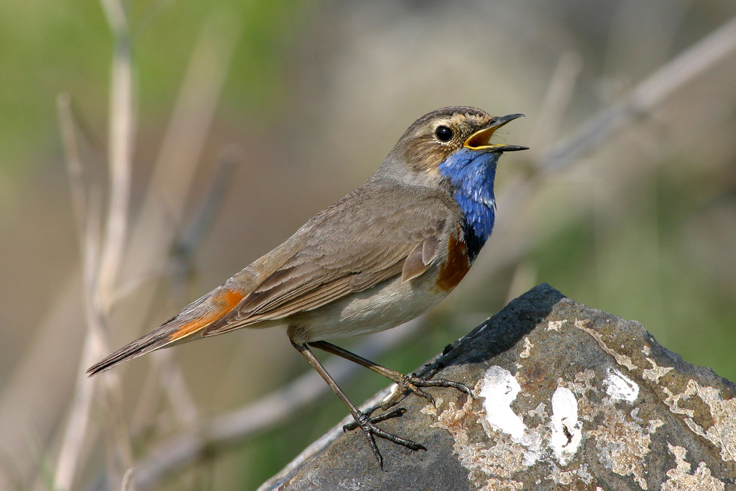 Blaukehlchen Blaukehlchen singt
