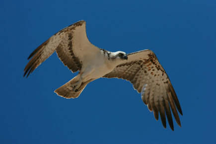 Flying osprey