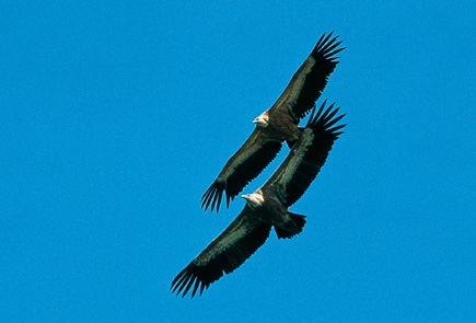 Zwei Gänsegeier fliegen nebeneinander