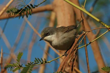 Lesser whitethroat