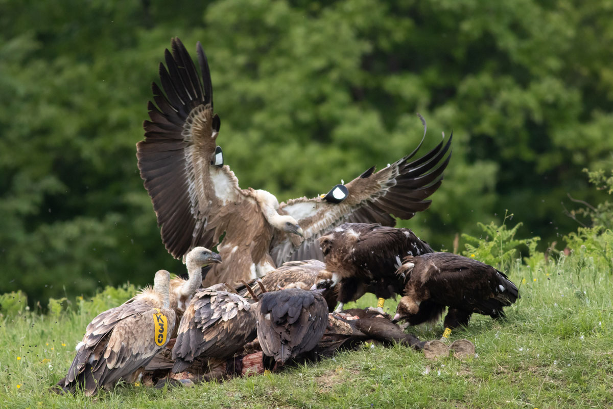 Vultures are not harbingers of death, but partners in cleaning up the  environment, Home and Garden