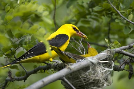 Pirol füttert einen Jungvogel im Nest