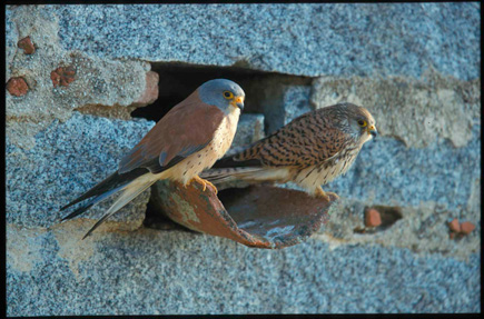 A couple of lesser kestrels