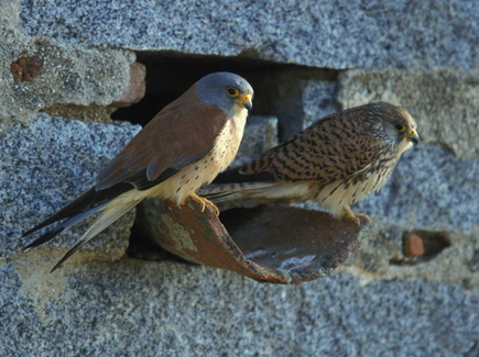 A pair of lesser kestrels