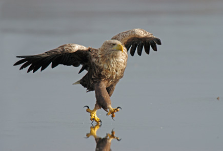 Seeadler auf dem Eis