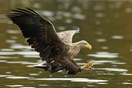 Seeadler über dem Wasser