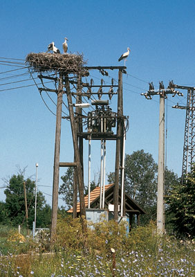 Storchennest auf Strommast