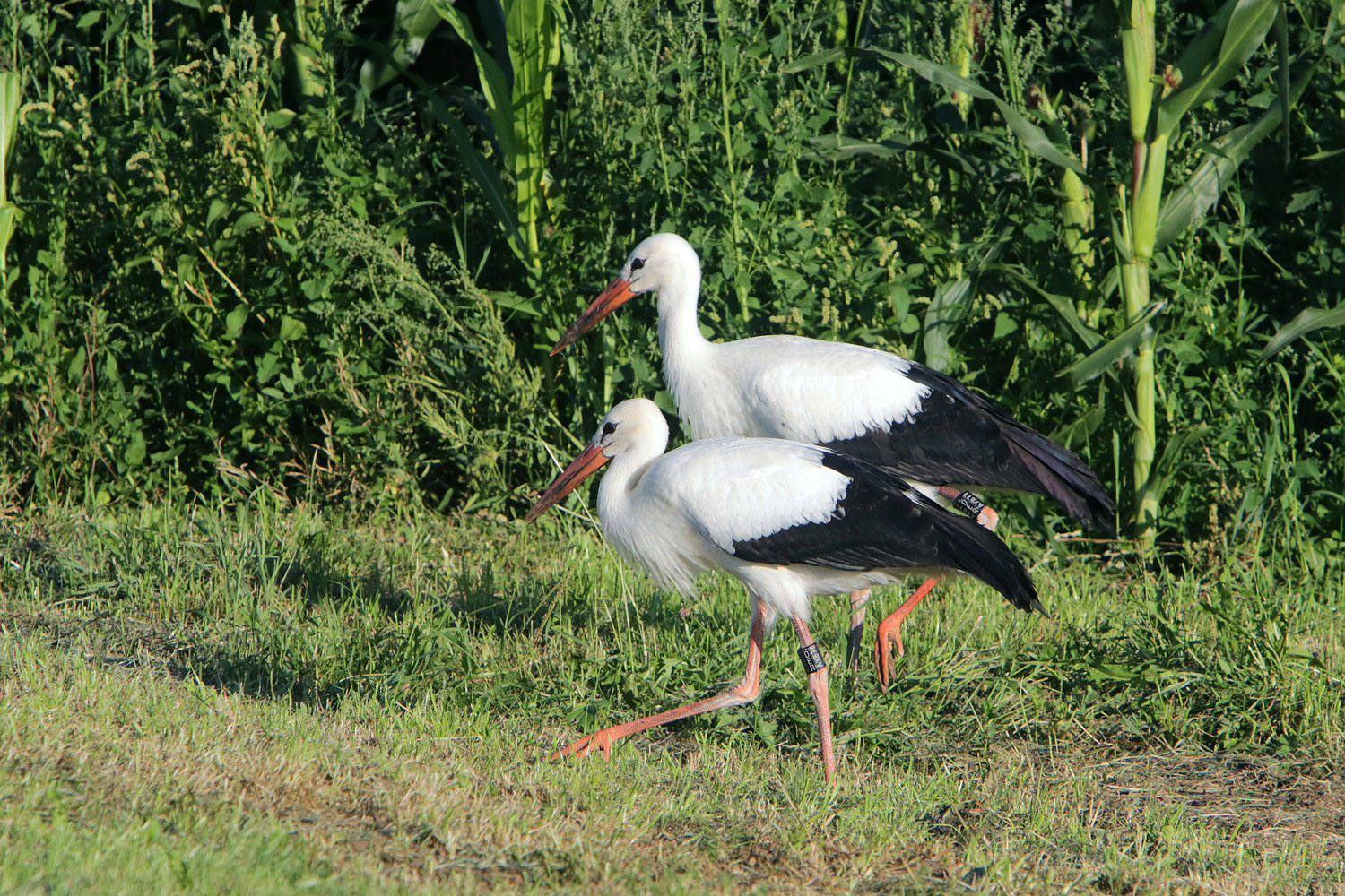 Weißstörche auf Nahrungssuche Zwei Weißstörche auf der Wiese