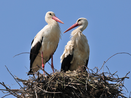 Two White storks in their nest