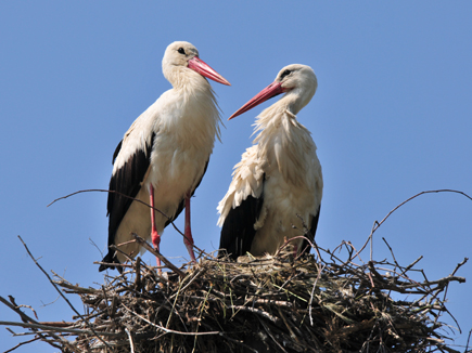 Zwei Weißstörche im Nest