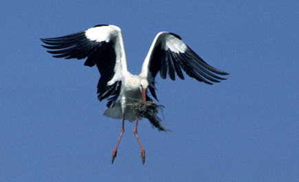 Fliegender Storch mit Nistmaterial im Schnabel