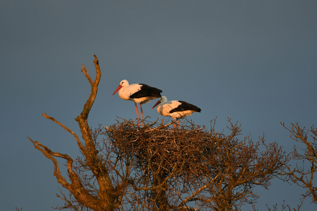 Stork pair in the evening light Stork pair on eyrie in the evening light