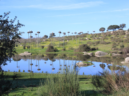 Wetlands with pond and palm trees