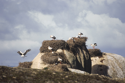 Storchennester und Störche auf Felsen