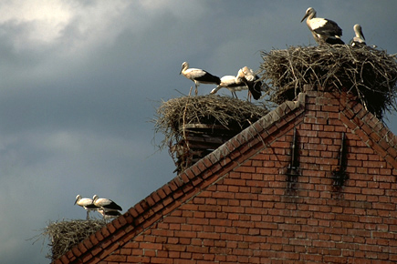 Stork nests and storks on a brickstone pediment