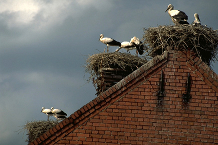 Storchennester und Störche auf einem geklinkerten Giebel