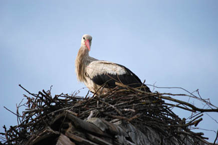 Storch im Nest