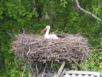Ein Storch in einem Nest im Storchendort Pentowo in Polen.