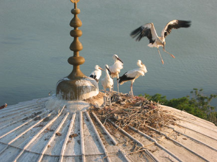 Stork's nest with five storks on the roof of a mosque