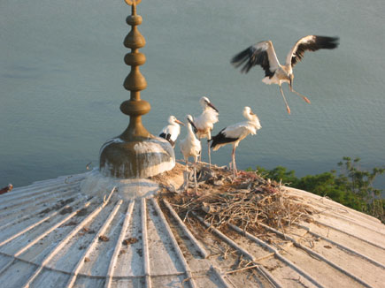 Storchennest mit fünf Störchen auf Moscheedach