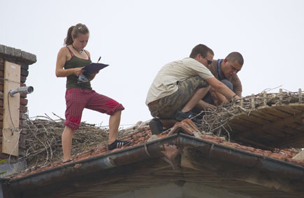 Three people on the roof bent over a stork's nest